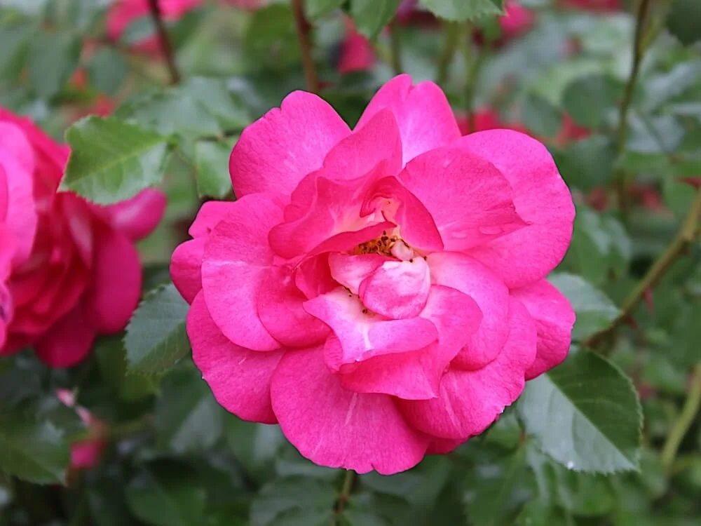 Rosa 'Betty Prior' (Betty Prior Floribunda Rose) — Northwest Blooms